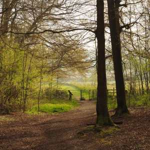 Angling Spring Wood, Great Missenden