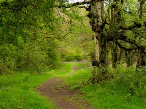 Ashridge paths