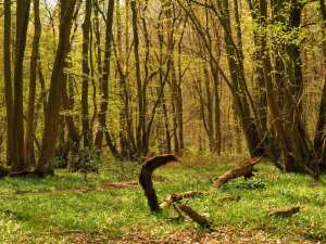 Batch Wood, Batchwood Hall