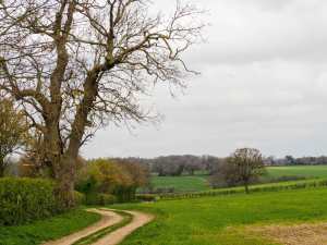 Bramville Wood, St Albans