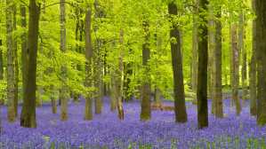 Dockey Wood, Ashridge