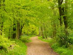 Duncombe Terrace, Ashridge