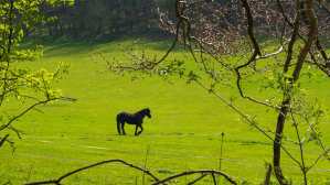 View through the trees