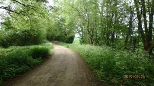 Backlane Wood, Welwyn