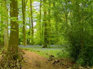 Pandell's Wood, Satwell