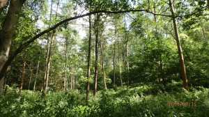 Booker Common, Bucks