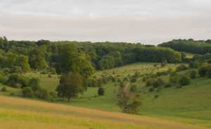 Golden hour at Tring Park