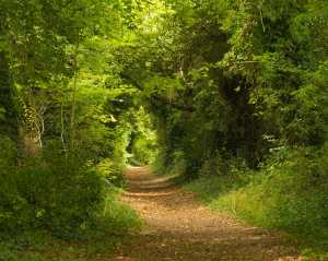 Path to The Ridgeway