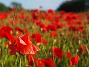 Poppies