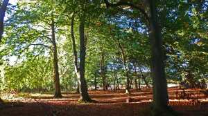The Old Cricketground Plantation
