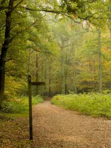 Chipperfield Common paths