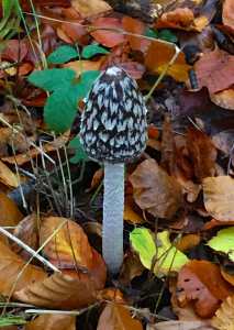 Magpie Inkcap