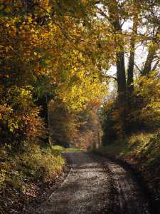 Ashridge Estate in the Autumn