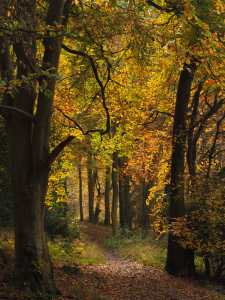 Ashridge paths
