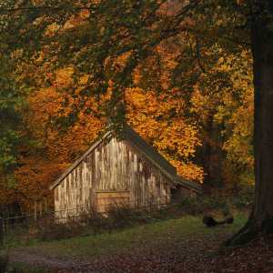 Autumn colours on Ashridge