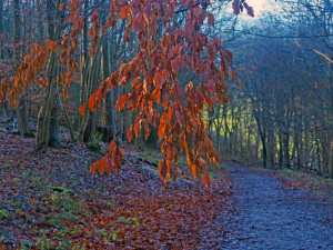 Beech leaves, Cowcroft Wood