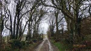 Coybal near New Quay