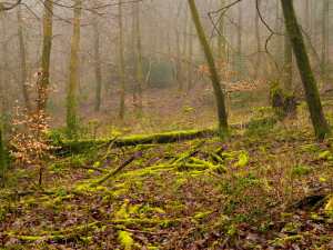 Green moss everywhere