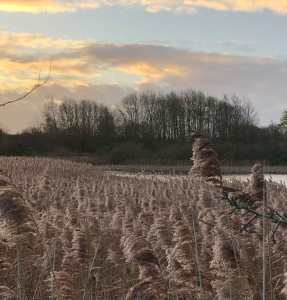 Marsworth Reservoir, December