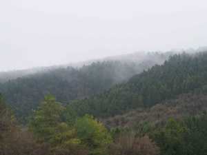 Morning mist over Wendover Woods
