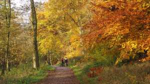Saturday mamils on Ashridge
